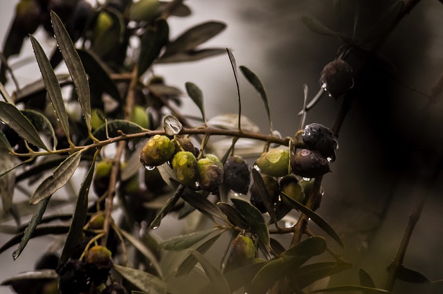 olive production in Pakistan on a large scale