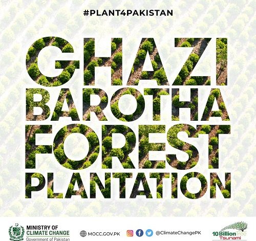 ghazi barotha tree plantation