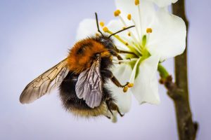 white flower bee pollinator