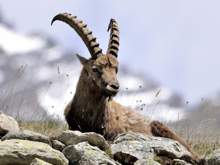 12 Vulnerable and Endangered Animal Species of Pakistan