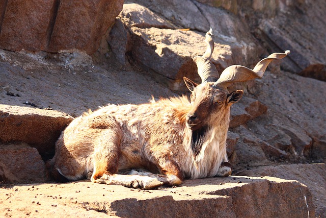 national animal of pakistan