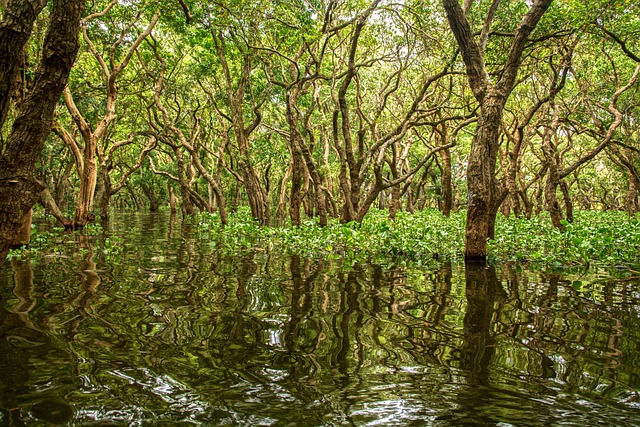 mangroves in Pakistan are present along Sindh and Balochistan coasts