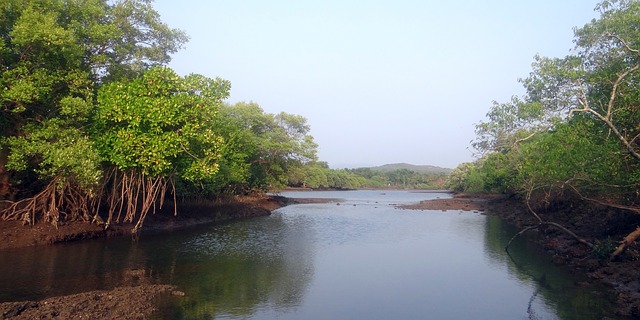 Mangrove on bundle island under threat by urbanization