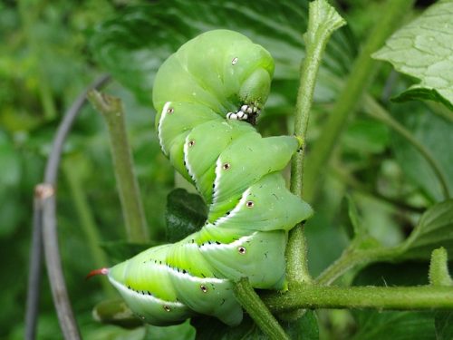 climate change is causing pest outbreaks