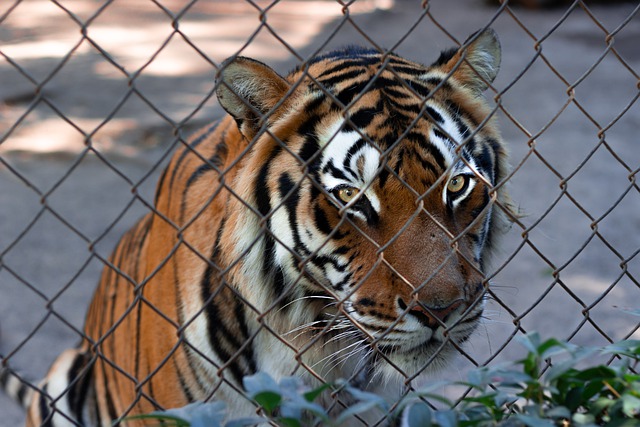 Are Zoos A Necessary evil For Species Conservation?