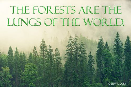 Amazing-new-quotes-wallpaper-pictures-trees-forests-environment