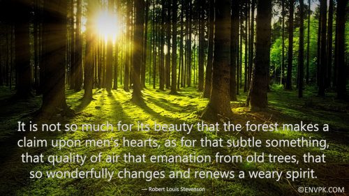 Amazing-new-quotes-wallpaper-pictures-trees-forests-environment