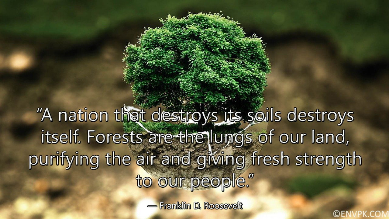 15 Amazing Quote Wallpaper Pictures about Trees and Forests