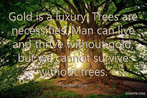 Amazing-new-quotes-wallpaper-pictures-trees-forests-environment