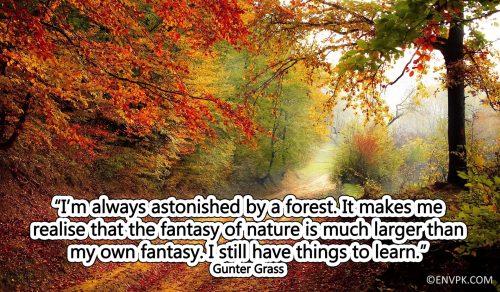 Amazing-new-quotes-wallpaper-pictures-trees-forests-environment