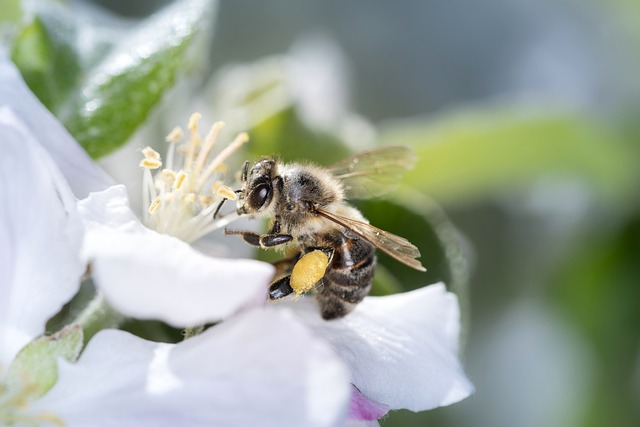 biodiversity loss affects global food production