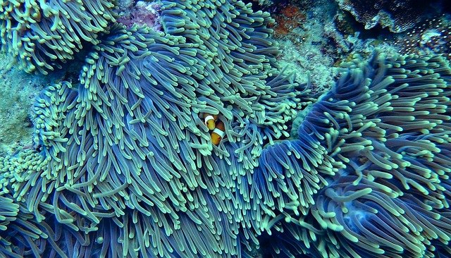 marine pollution is destroying coral reefs habitats