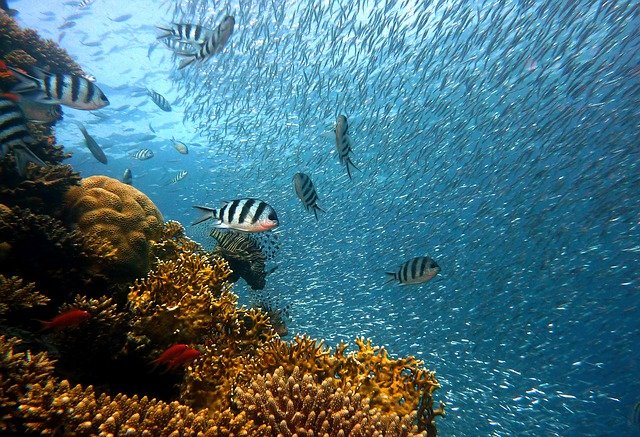 coral reef are present in Pakistan along Baluchistan coast