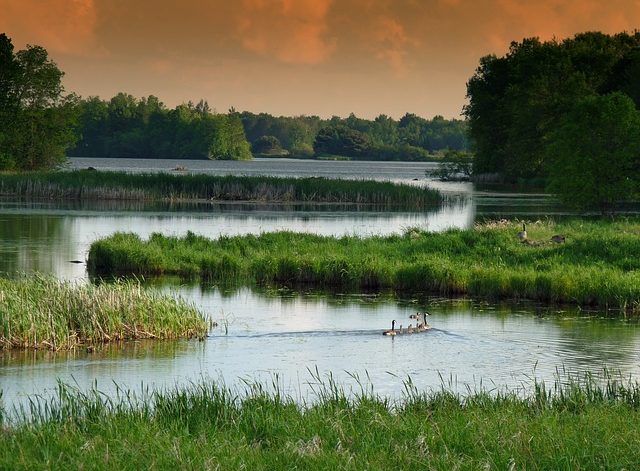 freshwater wetlands hold biodiversity