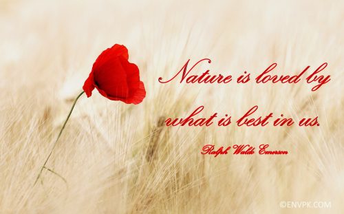 Latest-new-quotes-wallpaper-display-pictures-nature-environment