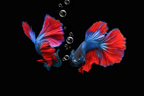 Betta Fish