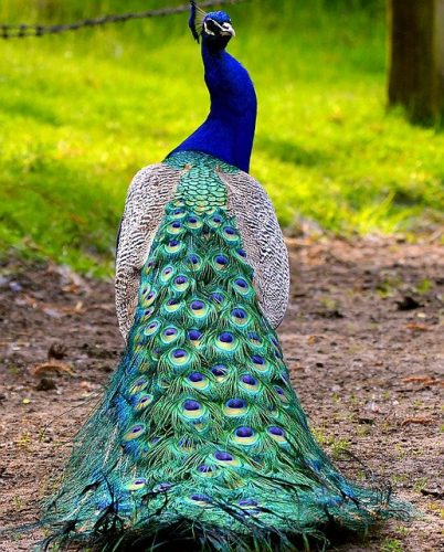 Blue Green Peacock