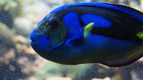 Blue Tang Fish