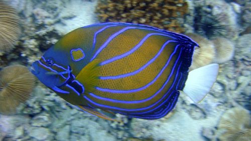 Blue ring angelfish