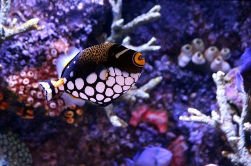 Clown Triggerfish