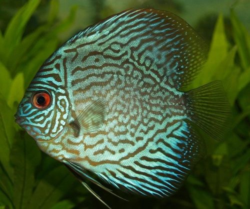 Discus Cichlid