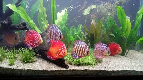 Discus Fish