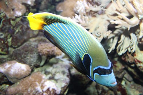 Emperor Angelfish