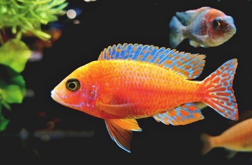 Fairy Wrasse Fish