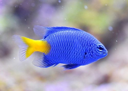 Fiji Blue Devil Damselfish