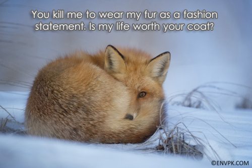 Fox-fur-hunting-poaching-Importance-Biodiversity-Conservation-Ecosystem Restoration-Pictures-wallpaper-Environment