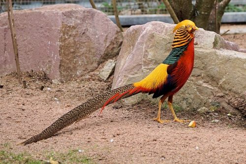 Golden pheasant