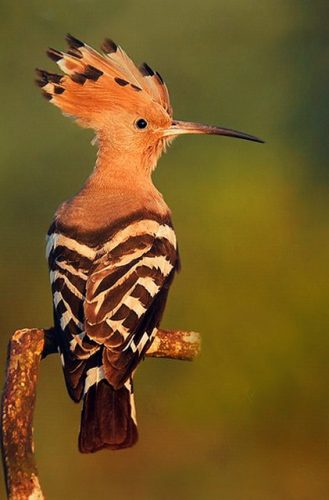 Hoopoe Bird