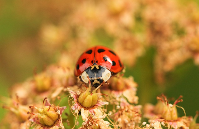 insects are common invasive species.