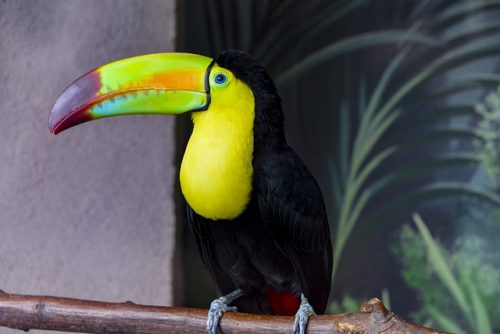 Keel Billed Toucan