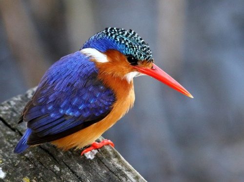 Kingfisher Bird