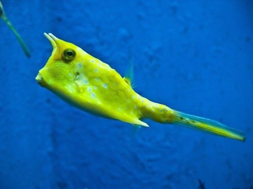 Longhorn Cowfish