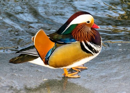 Mandarin Ducks