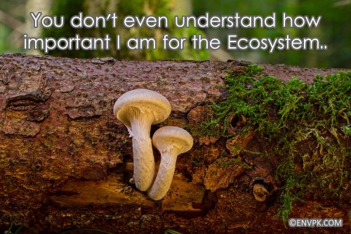 Mushroom-Fungi-Importance-Biodiversity-Conservation-Ecosystem Restoration-Picture-wallpaper-Environment