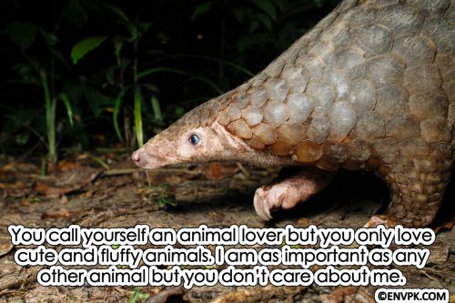Pangolins-scales-hunting-poaching-Importance-Biodiversity-Conservation-Ecosystem Restoration-Pictures-wallpaper-Environment