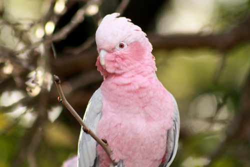 Pink And Gray Galah Parrot