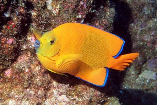 Queen Angelfish