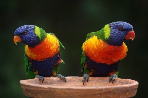 Rainbow Lorikeets Parrots