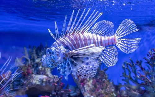 Red Lionfish