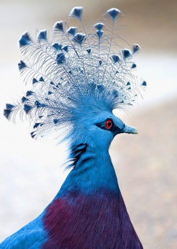 Victoria Crowned Pigeon