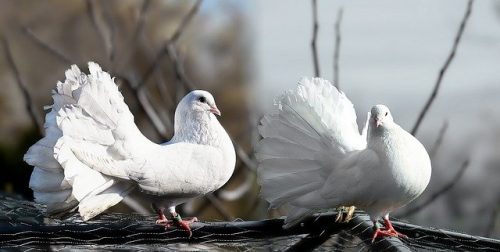 White Fantail Pigeon