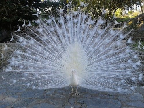 White Peacock