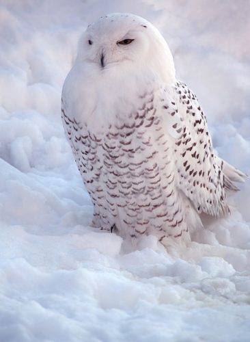 White Snowy Owl