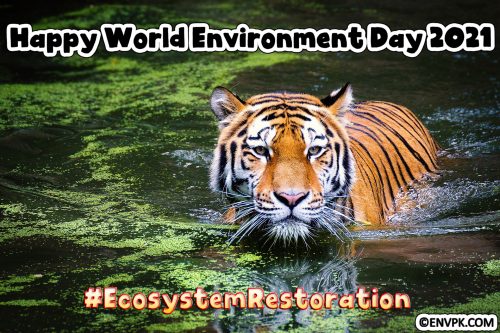 World-Environment-Day-2021-EcoSystem-Restoration-Pictures-Wallpapers