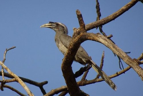 indian-grey-hornbill-bird