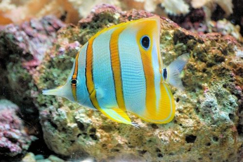 butterflyfish